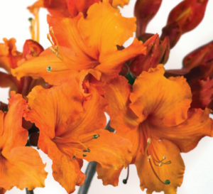 - Azalea 'Solar Glow’ Sunbow® Native Flame Azalea - Mr Maple │ Buy Japanese Maple Trees