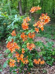 - Azalea 'Solar Glow’ Sunbow® Native Flame Azalea - Mr Maple │ Buy Japanese Maple Trees