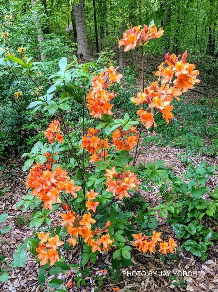 - Azalea 'Solar Glow’ Sunbow® Native Flame Azalea - Mr Maple │ Buy Japanese Maple Trees