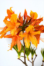 - Azalea 'Solar Ray’™ Sunbow® Native Flame Azalea - Mr Maple │ Buy Japanese Maple Trees