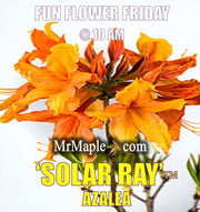 - Azalea 'Solar Ray’™ Sunbow® Native Flame Azalea - Mr Maple │ Buy Japanese Maple Trees
