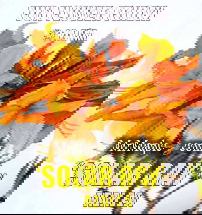 - Azalea 'Solar Ray’™ Sunbow® Native Flame Azalea - Mr Maple │ Buy Japanese Maple Trees