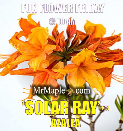 - Azalea 'Solar Ray’™ Sunbow® Native Flame Azalea - Mr Maple │ Buy Japanese Maple Trees