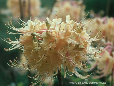 - Azalea 'Sommerville Sunrise’ Yellow Native Azalea - Mr Maple │ Buy Japanese Maple Trees