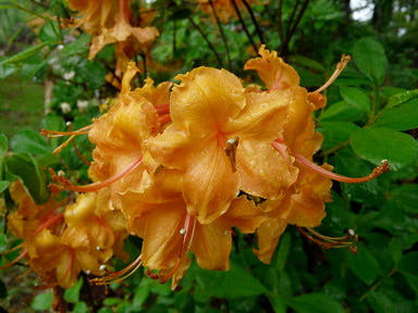 - Azalea 'Spence’ Orange Native Azalea - Mr Maple │ Buy Japanese Maple Trees