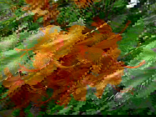 - Azalea 'Spence’ Orange Native Azalea - Mr Maple │ Buy Japanese Maple Trees