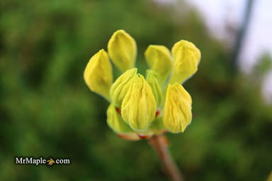 - Azalea 'Spence’ Orange Native Azalea - Mr Maple │ Buy Japanese Maple Trees