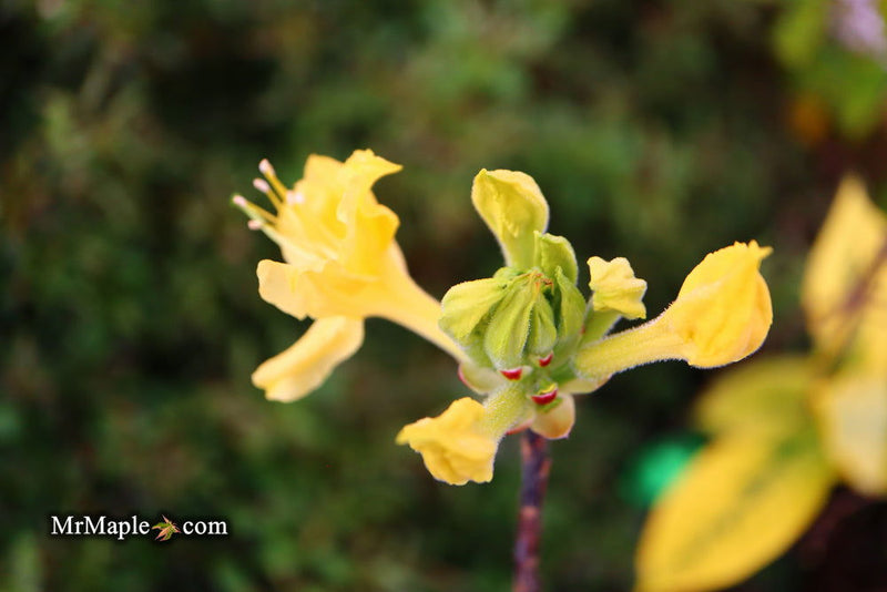 - Azalea 'Spence’ Orange Native Azalea - Mr Maple │ Buy Japanese Maple Trees