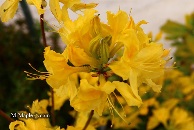 - Azalea 'Spence’ Orange Native Azalea - Mr Maple │ Buy Japanese Maple Trees