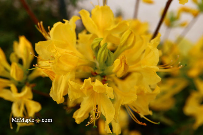 - Azalea 'Spence’ Orange Native Azalea - Mr Maple │ Buy Japanese Maple Trees