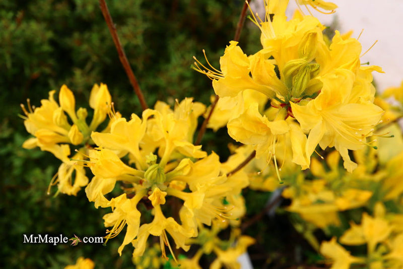 - Azalea 'Spence’ Orange Native Azalea - Mr Maple │ Buy Japanese Maple Trees