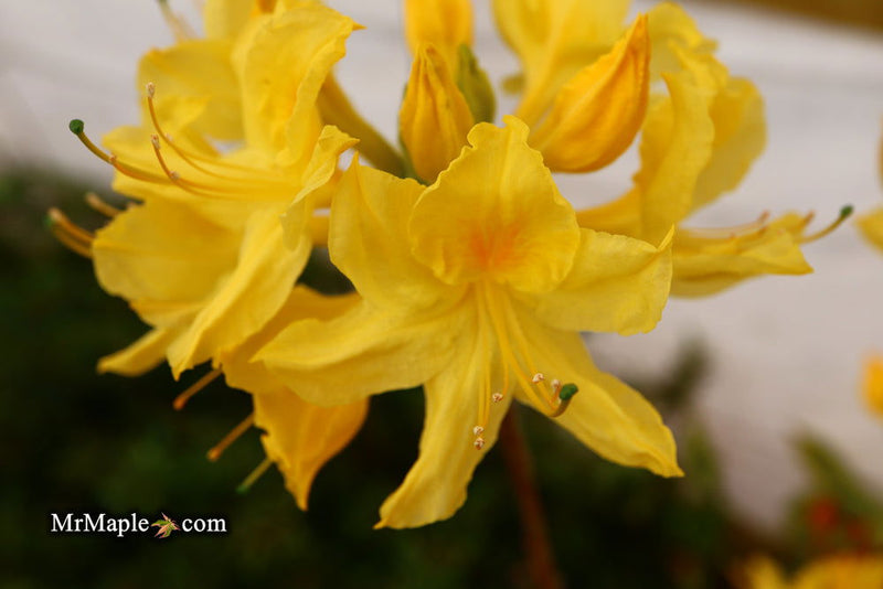 - Azalea 'Spence’ Orange Native Azalea - Mr Maple │ Buy Japanese Maple Trees