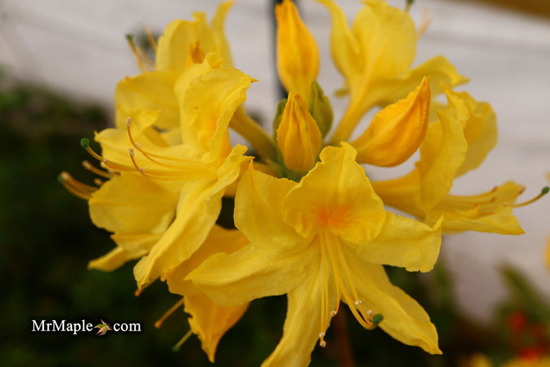 - Azalea 'Spence’ Orange Native Azalea - Mr Maple │ Buy Japanese Maple Trees