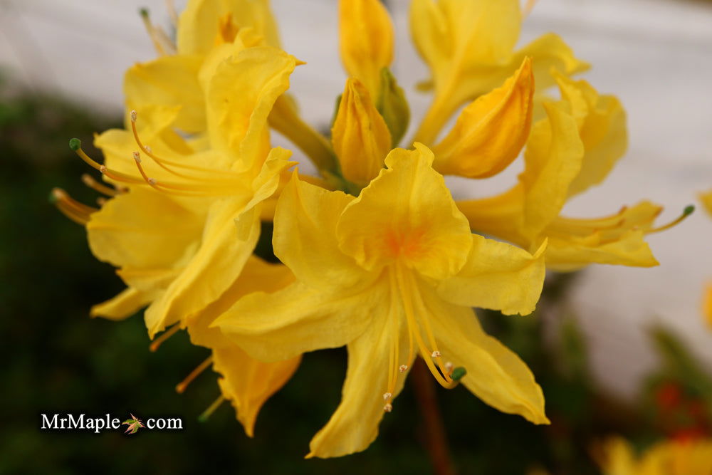 Azalea 'Spence' Orange Flowers Auburn Native Azalea — Mr Maple