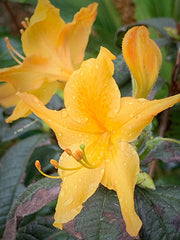 - Azalea 'Spring Fanfare’ Yellow Aromi Hybrid Native Azalea - Mr Maple │ Buy Japanese Maple Trees