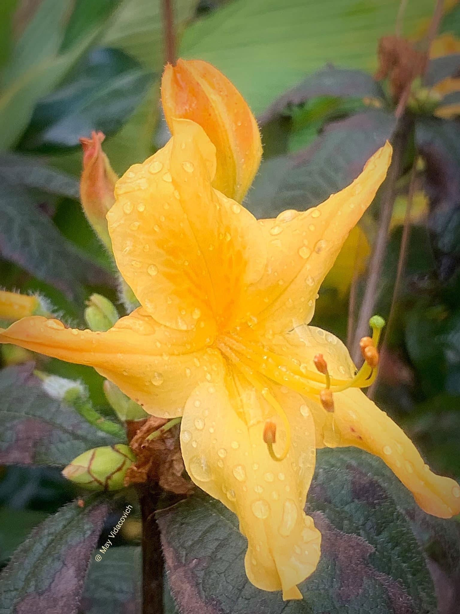 Buy Azalea 'Spring Fanfare' Pink Aromi Hybrid Native Azalea — Mr