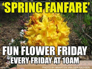 - Azalea 'Spring Fanfare’ Yellow Aromi Hybrid Native Azalea - Mr Maple │ Buy Japanese Maple Trees