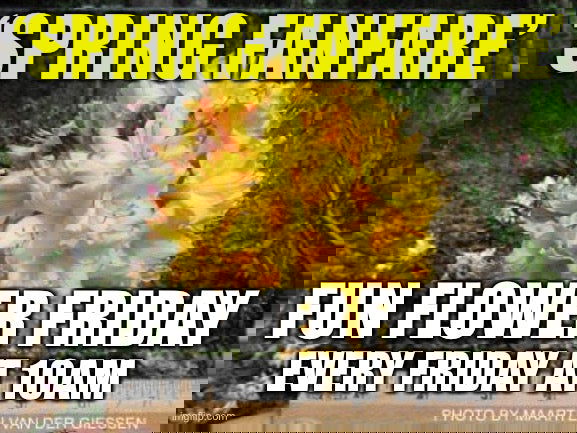 - Azalea 'Spring Fanfare’ Yellow Aromi Hybrid Native Azalea - Mr Maple │ Buy Japanese Maple Trees