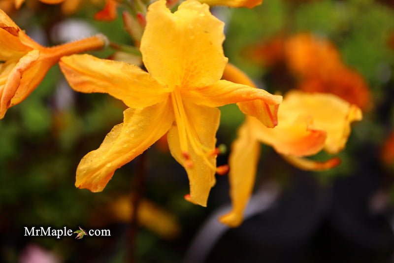 - Azalea 'Spring Fanfare’ Yellow Aromi Hybrid Native Azalea - Mr Maple │ Buy Japanese Maple Trees