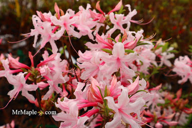- Azalea 'Spring Sensation’ Pink Aromi Hybrid Native Azalea - Mr Maple │ Buy Japanese Maple Trees