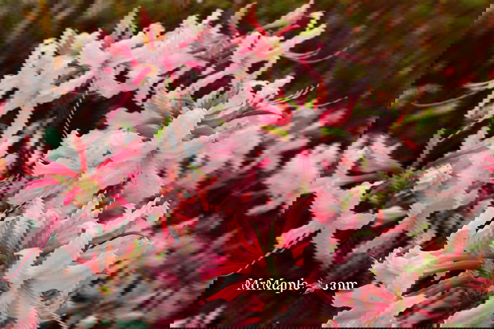 ピンクレモネード　/ 634 Azalea_Spring_Sensation_Pink_A