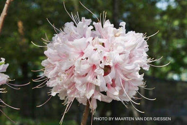 - Azalea 'Spring Sensation’ Pink Aromi Hybrid Native Azalea - Mr Maple │ Buy Japanese Maple Trees