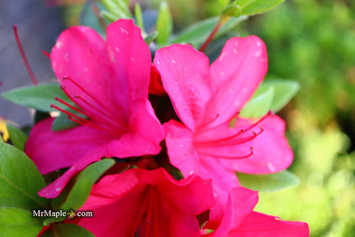 - Azalea 'Sunglow’ Red Azalea - Mr Maple │ Buy Japanese Maple Trees