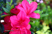 - Azalea 'Sunglow’ Red Azalea - Mr Maple │ Buy Japanese Maple Trees