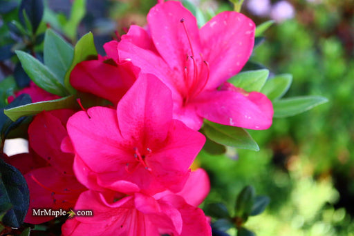 - Azalea 'Sunglow’ Red Azalea - Mr Maple │ Buy Japanese Maple Trees