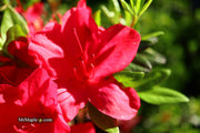 - Azalea 'Sunglow’ Red Azalea - Mr Maple │ Buy Japanese Maple Trees