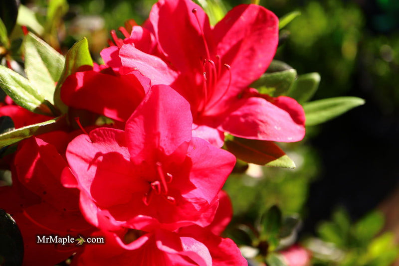 - Azalea 'Sunglow’ Red Azalea - Mr Maple │ Buy Japanese Maple Trees