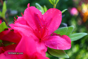 - Azalea 'Sunglow’ Red Azalea - Mr Maple │ Buy Japanese Maple Trees