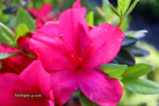 - Azalea 'Sunglow’ Red Azalea - Mr Maple │ Buy Japanese Maple Trees
