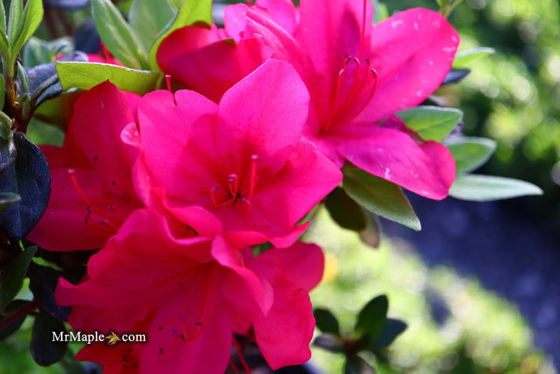 - Azalea 'Sunglow’ Red Azalea - Mr Maple │ Buy Japanese Maple Trees