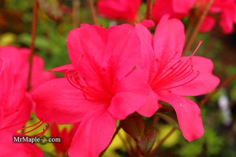 - Azalea 'Sunglow’ Red Azalea - Mr Maple │ Buy Japanese Maple Trees