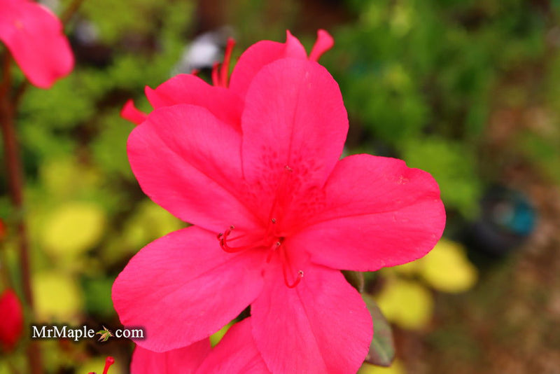 - Azalea 'Sunglow’ Red Azalea - Mr Maple │ Buy Japanese Maple Trees