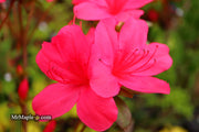 - Azalea 'Sunglow’ Red Azalea - Mr Maple │ Buy Japanese Maple Trees