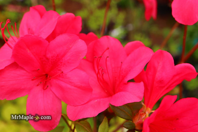 - Azalea 'Sunglow’ Red Azalea - Mr Maple │ Buy Japanese Maple Trees