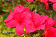 - Azalea 'Sunglow’ Red Azalea - Mr Maple │ Buy Japanese Maple Trees