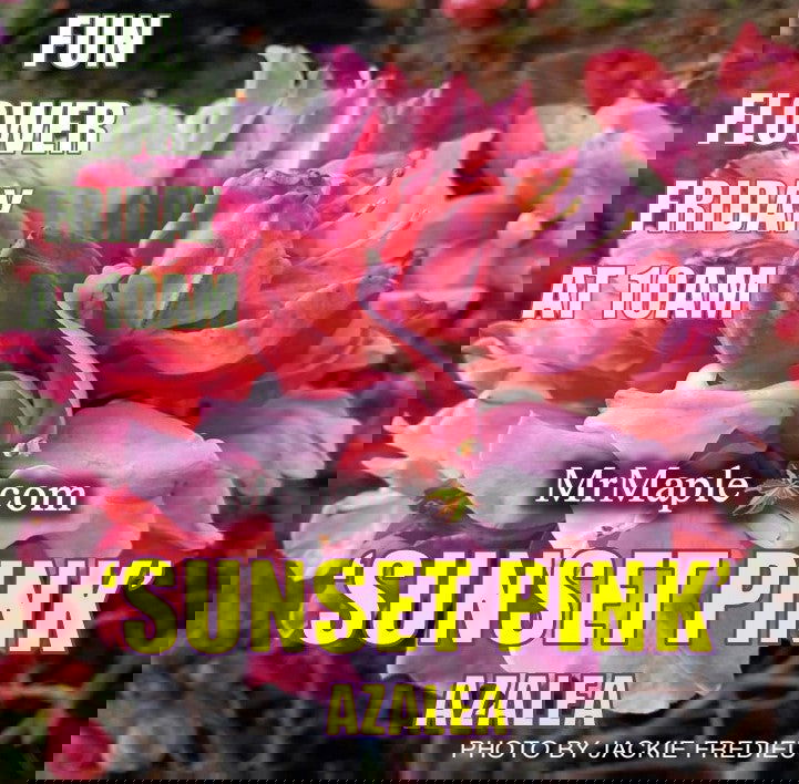 - Azalea 'Sunset Pink’ Pink Flowers Deciduous Azalea - Mr Maple │ Buy Japanese Maple Trees