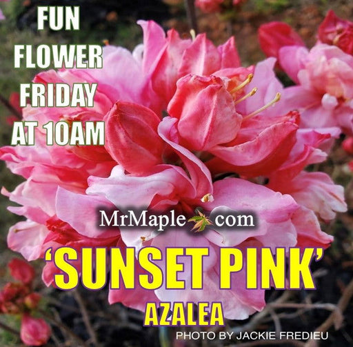 - Azalea 'Sunset Pink’ Pink Flowers Deciduous Azalea - Mr Maple │ Buy Japanese Maple Trees