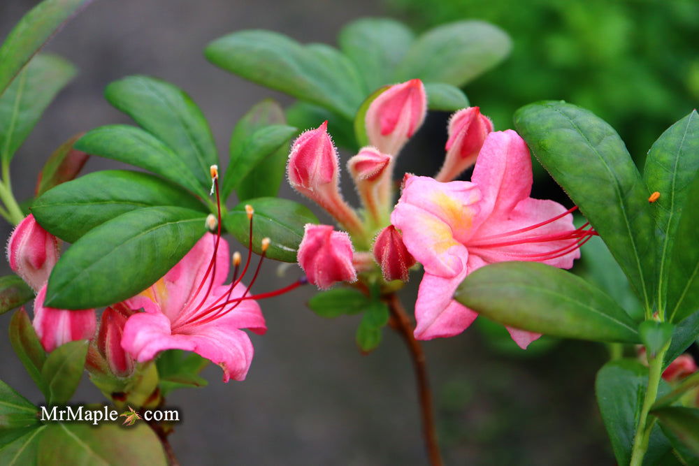Buy Azalea 'Sunset Pink' Pink Flowers Deciduous Azalea — Mr Maple