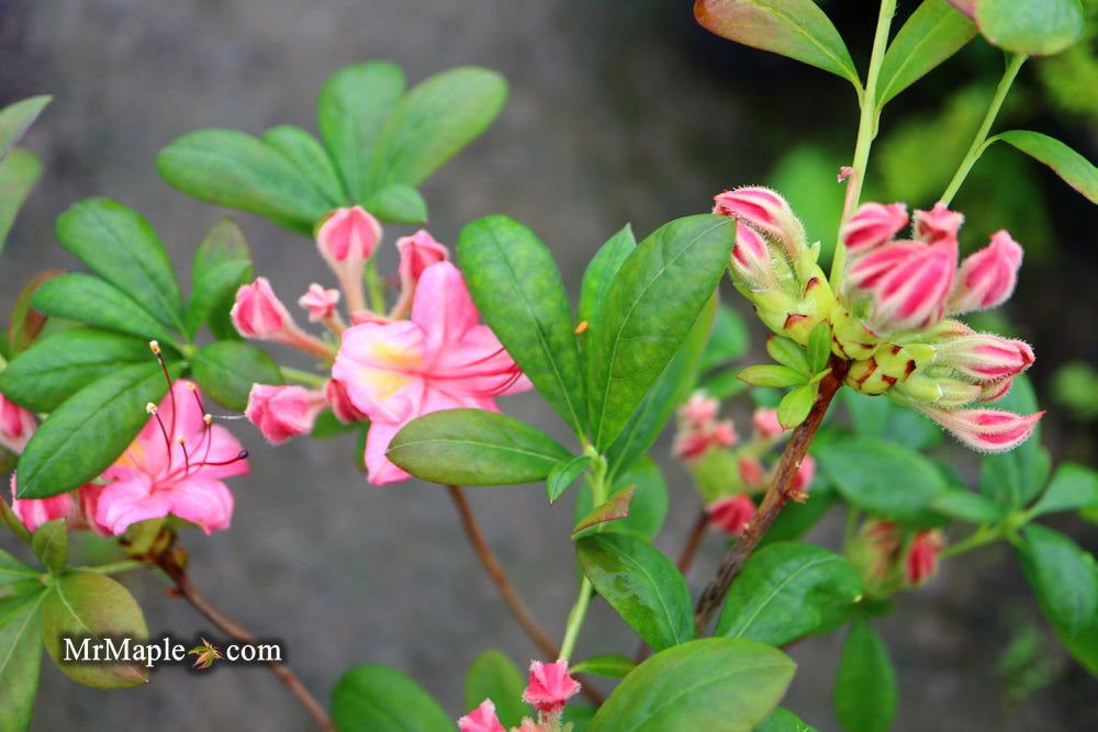 Buy Azalea 'Sunset Pink' Pink Flowers Deciduous Azalea — Mr Maple
