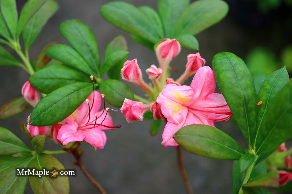 Azalea Sunset Buy Azalea 'Sunset Pink’ Pink Flowers Deciduous Azalea — Mr Maple │ Buy ...