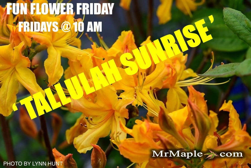 - Azalea 'Talulah Sunrise’ Orange Aromi Hybrid Native Azalea - Mr Maple │ Buy Japanese Maple Trees