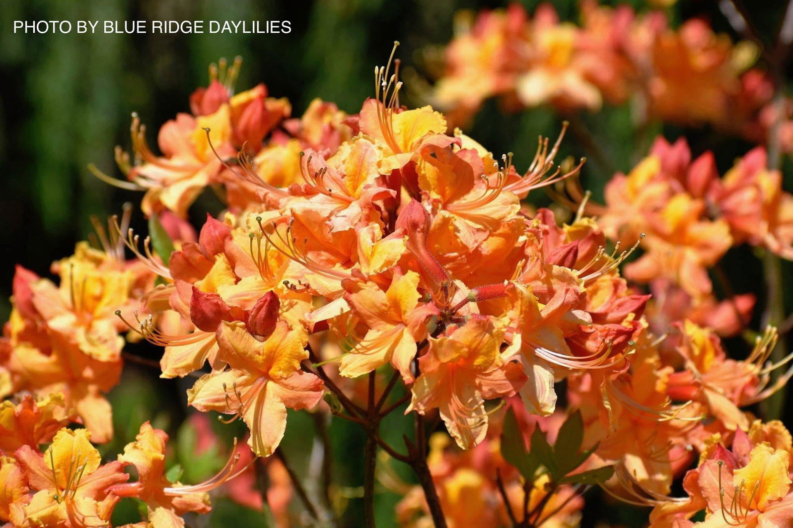 Buy Azalea 'Tallulah Sunrise’ Orange Aromi Hybrid Native Azalea — Mr ...