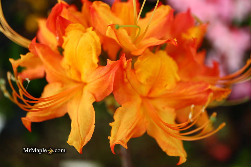 - Azalea 'Talulah Sunrise’ Orange Aromi Hybrid Native Azalea - Mr Maple │ Buy Japanese Maple Trees