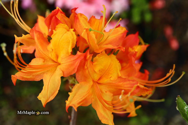 - Azalea 'Talulah Sunrise’ Orange Aromi Hybrid Native Azalea - Mr Maple │ Buy Japanese Maple Trees