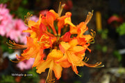 - Azalea 'Talulah Sunrise’ Orange Aromi Hybrid Native Azalea - Mr Maple │ Buy Japanese Maple Trees
