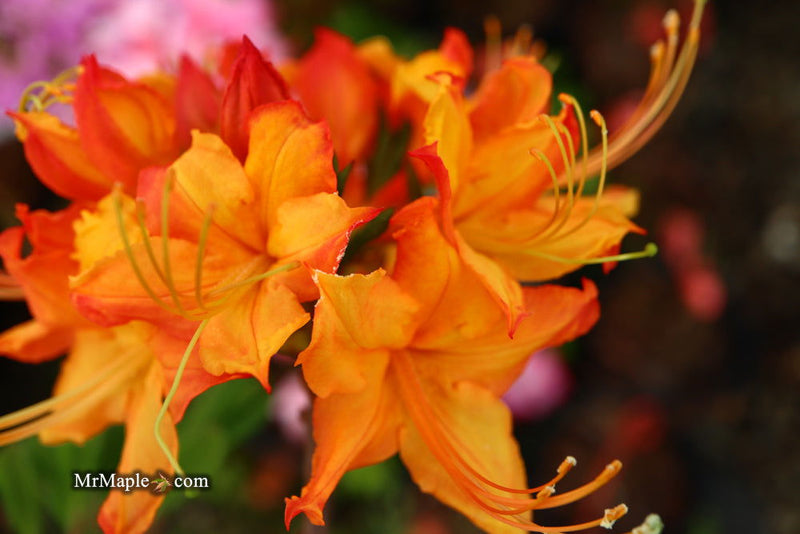 - Azalea 'Talulah Sunrise’ Orange Aromi Hybrid Native Azalea - Mr Maple │ Buy Japanese Maple Trees